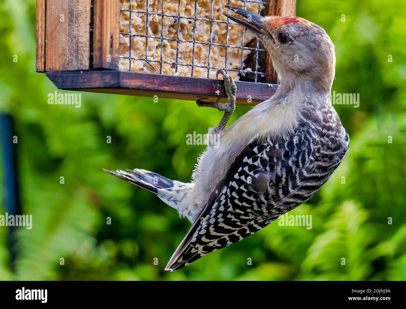 Il picchio rosso si aggrappa all'alimentatore di sueto Foto Stock