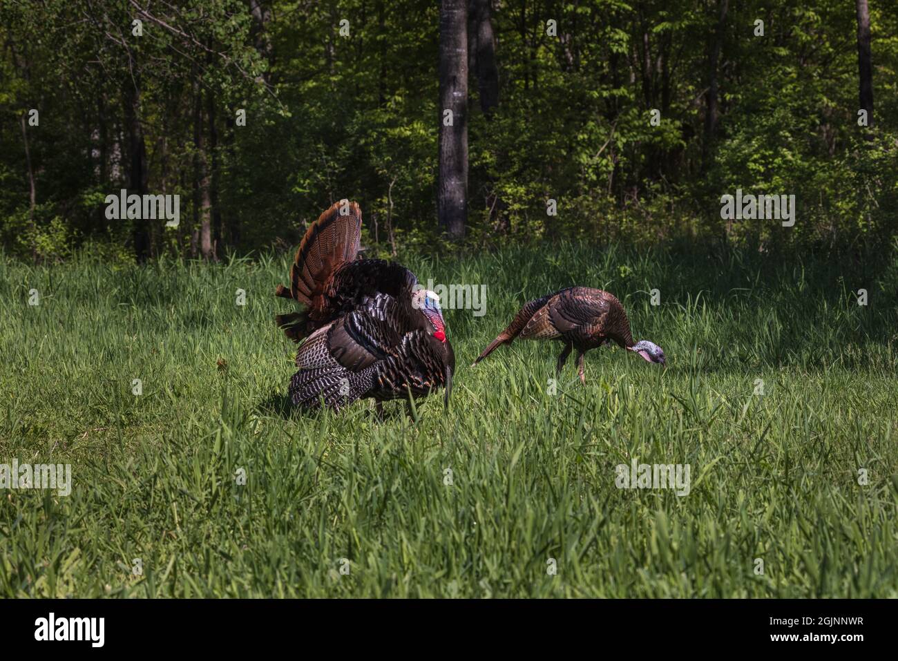 Tacchini selvatici orientali nel Wisconsin settentrionale. Foto Stock