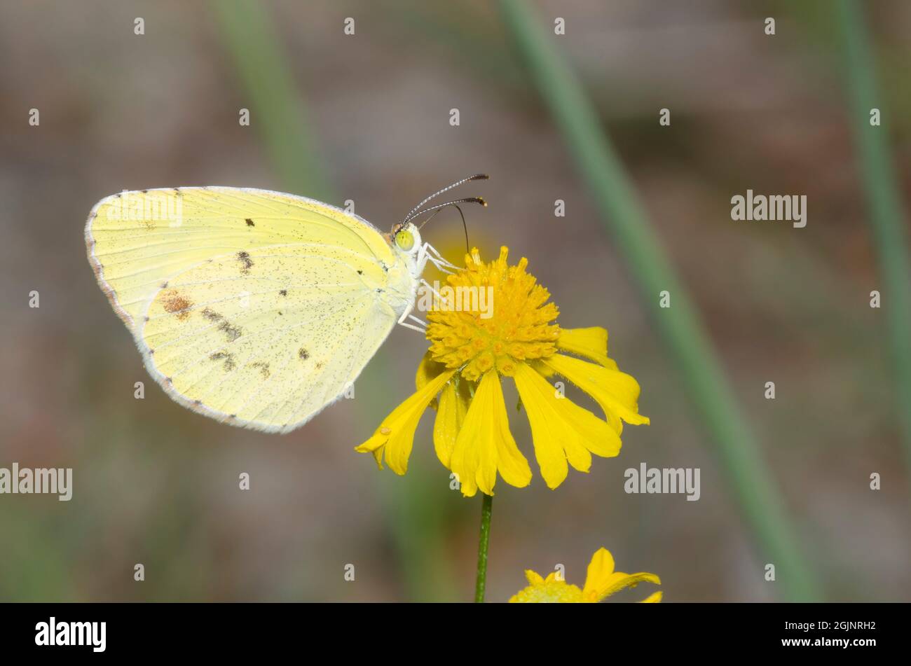 Giallo piccolo, Pirisitia lisa, nectaring da giallo Sneezeweed, Elenium amarum Foto Stock