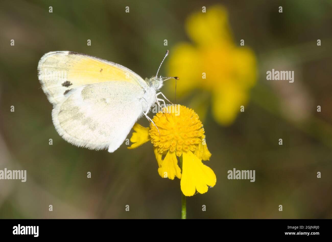 Densi di zolfo, Nathalis iole, nectaring da giallo Sneezeweed, Elenium amarum Foto Stock