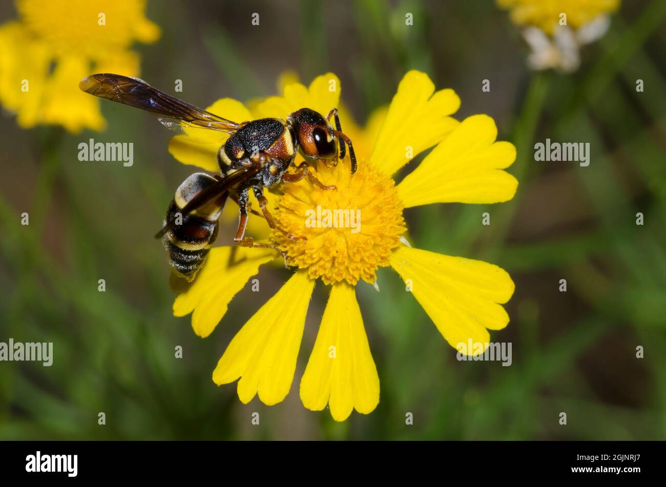 Potter Wasp, Euodynerus anulatus, foraging su Sneezeweed giallo, Helenium amarum Foto Stock