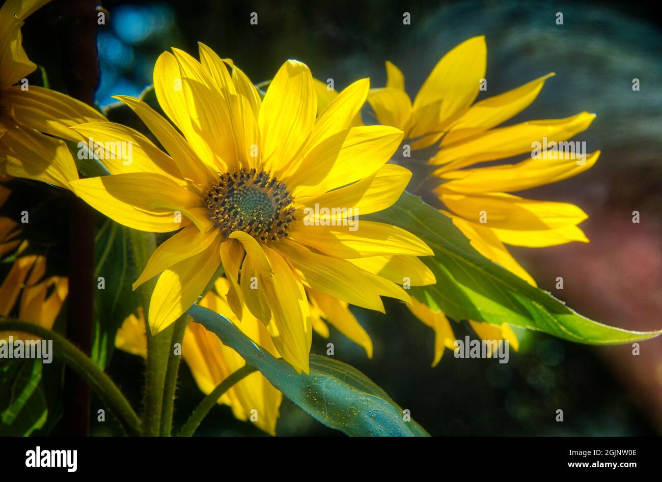 FLORA: Girasoli (HDR-Fotografia, lat: Helianthus annuus) Foto Stock