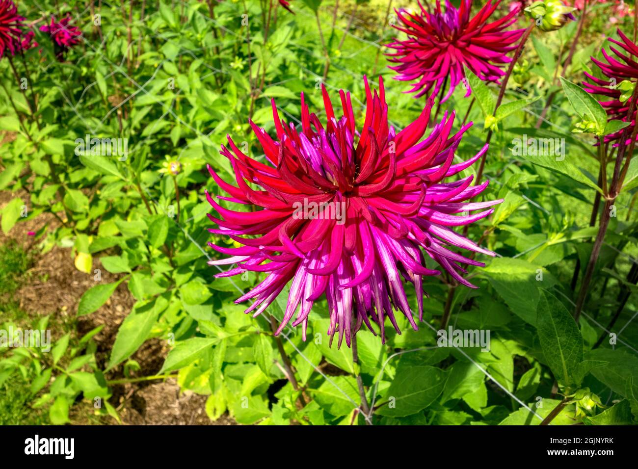 Grande Cactus Dahlia Hillcrest Royal Foto Stock