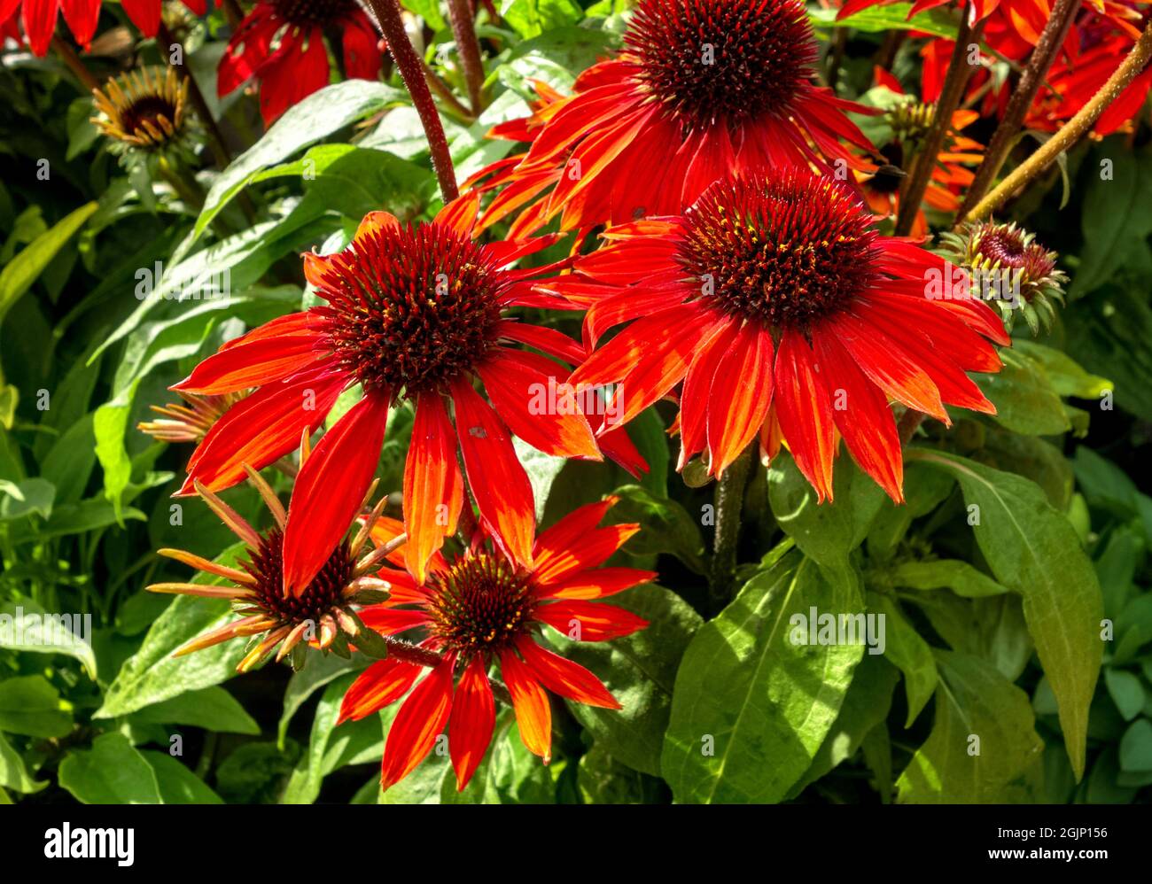 Piante di Echinacea rossa Foto Stock