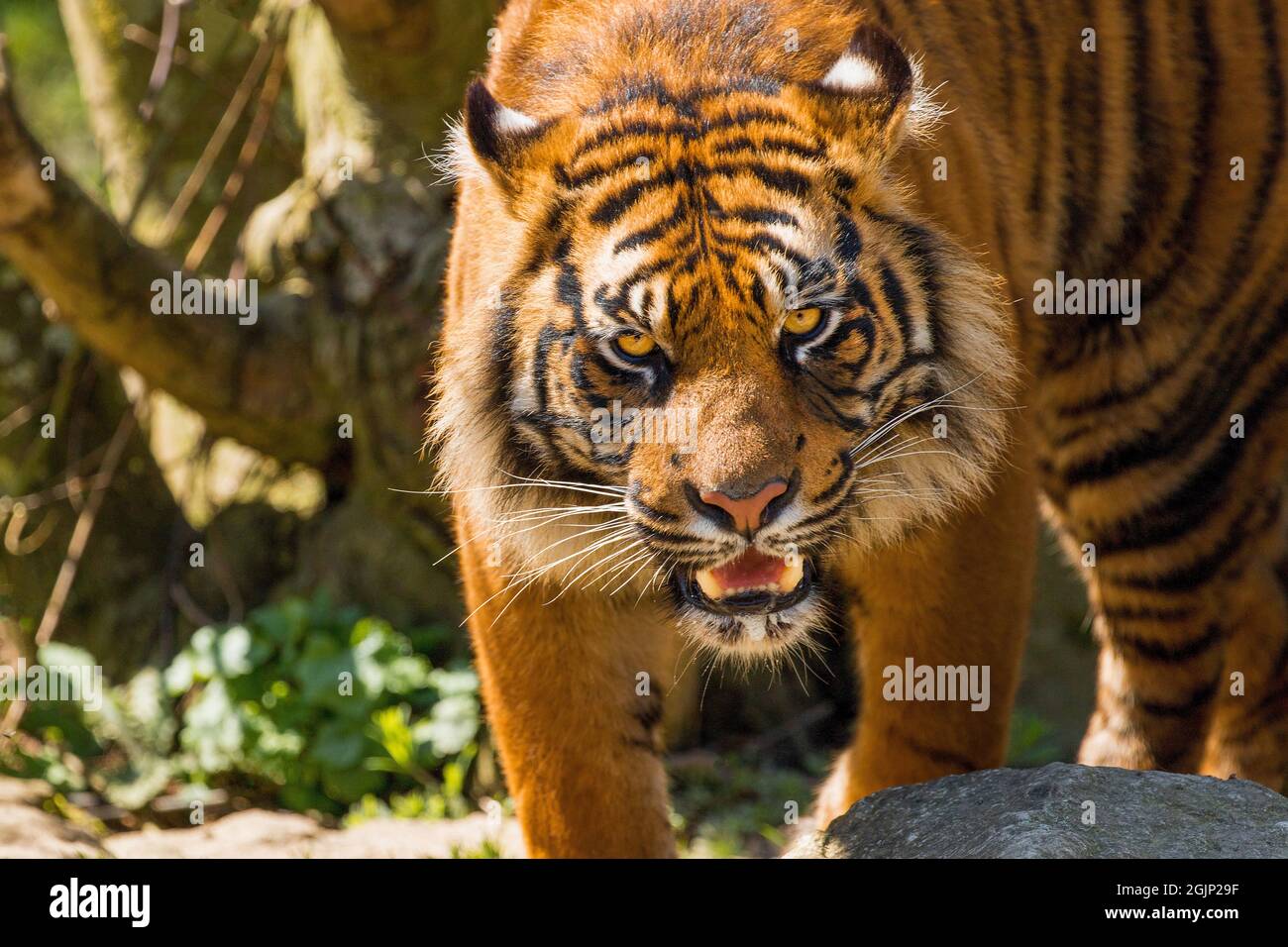 Una tigre di Sumatra arancione brillante con occhi gialli luminosi sul cibo di caccia in uno Zoo. Foto Stock