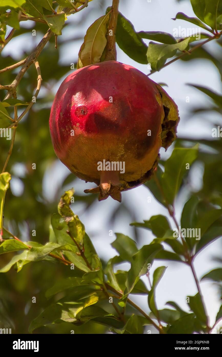 I melograni rossi maturi crescono su albero di melograno in giardino. Punica granatum frutta, primo piano. Foto Stock