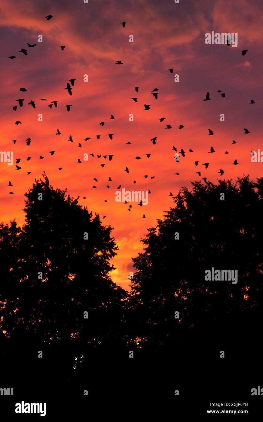 gregge di uccelli al tramonto sopra le sagome degli alberi Foto Stock