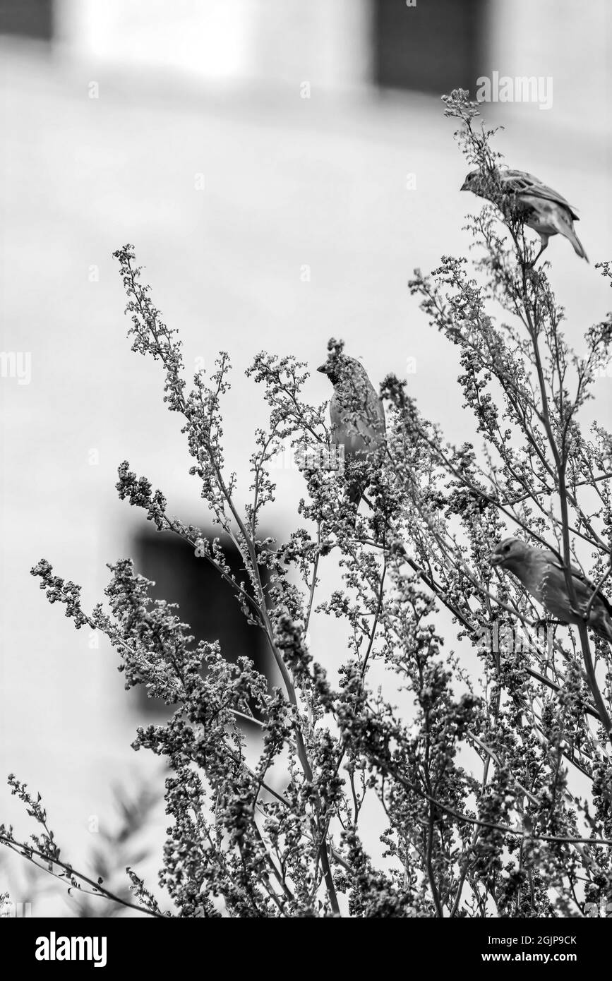 Uccello di Sparrow arroccato su ramo di albero. Casa passera femmina passera domestica seduta cantando su ramo di legno marrone con Foto Stock