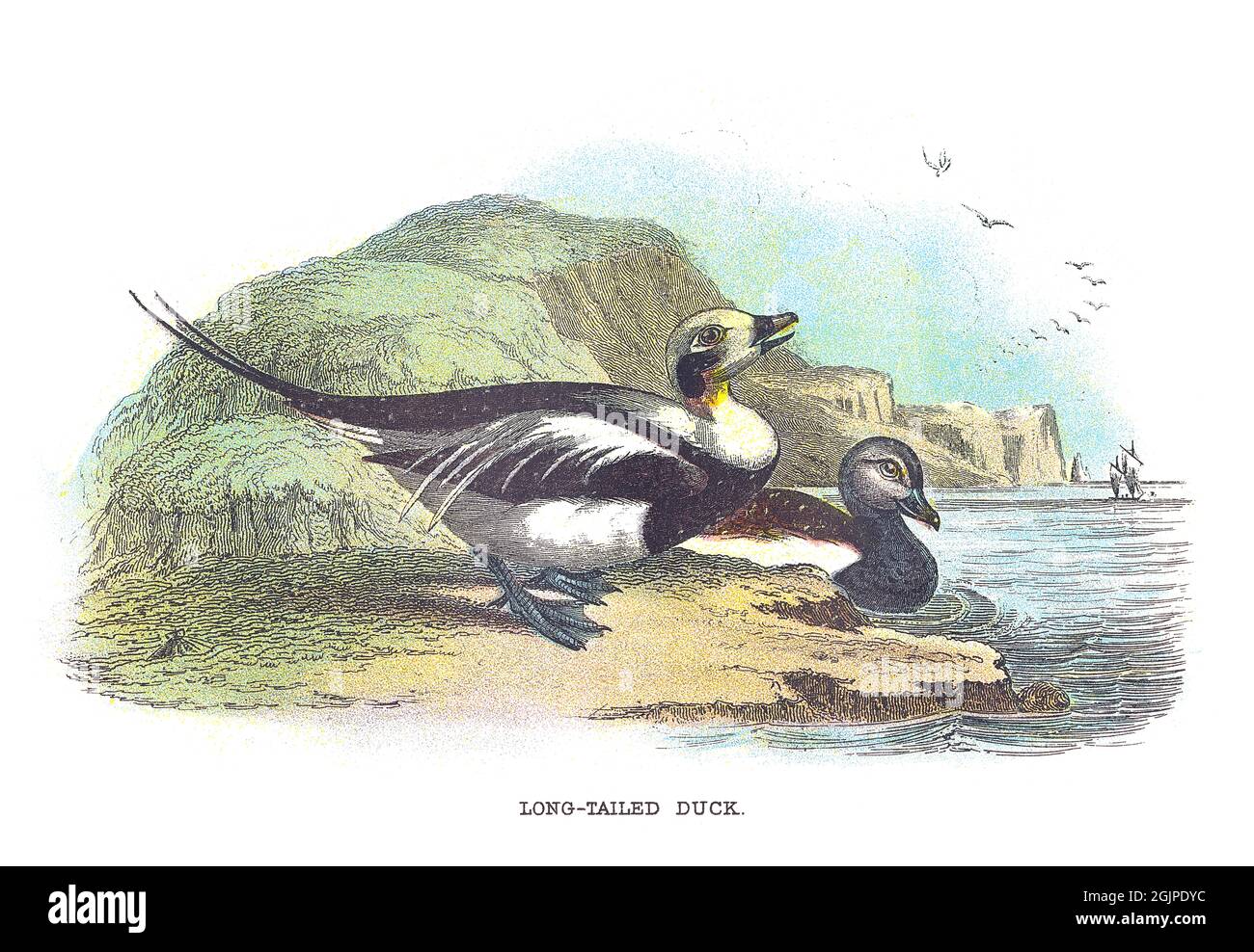 L'anatra dalla coda lunga, Clangula hyemalis, comunemente conosciuta in Nord America come oldsquaw, è un'anatra marina di medie dimensioni. Foto Stock