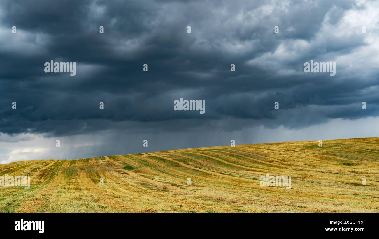 La pioggia di hereal sta versando giù. Forte pioggia su un campo in campagna. Nuvole blu scuro su un campo giallo con paglia macinato. Paesaggio pittoresco Foto Stock