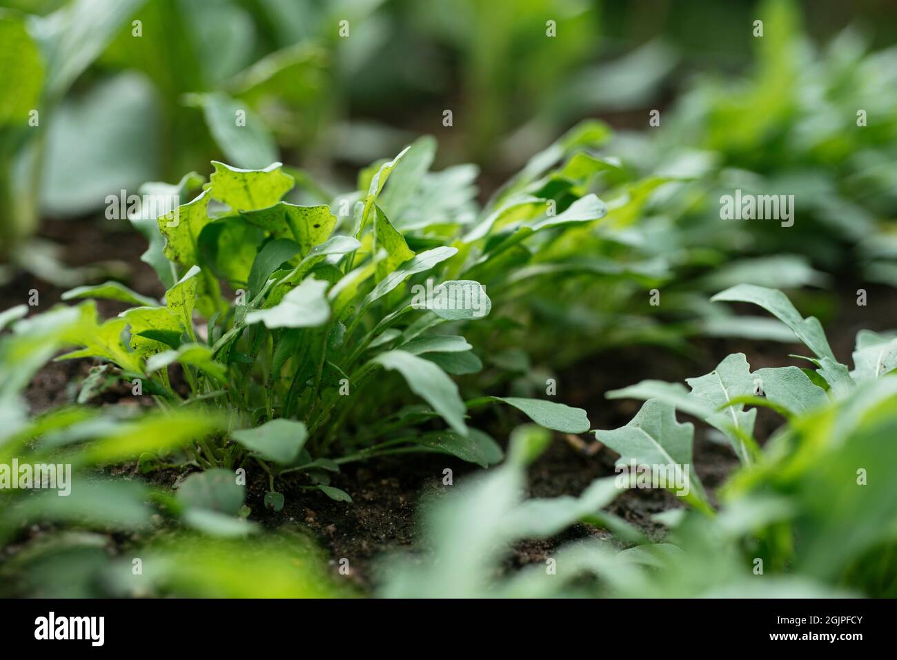 Piante di razzo selvatico in un giardino di verdure. Foto Stock