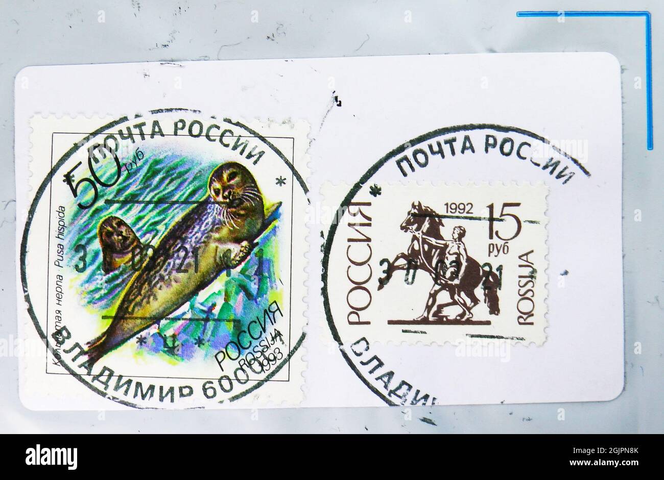 MOSCA, RUSSIA - 17 APRILE 2021: Francobollo stampato in Russia mostra il sigillo ad anello (Pusa hispida), fauna marina della serie della regione del Pacifico, circa 199 Foto Stock