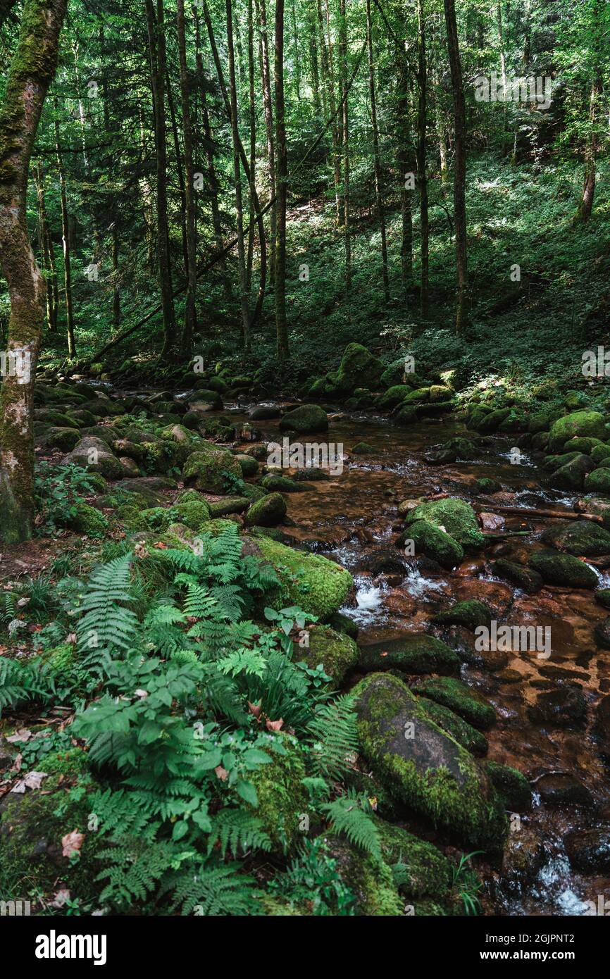 Cascate della foresta nera (Schwarzwald), Baden-Wuerttemberg, Germania Foto Stock