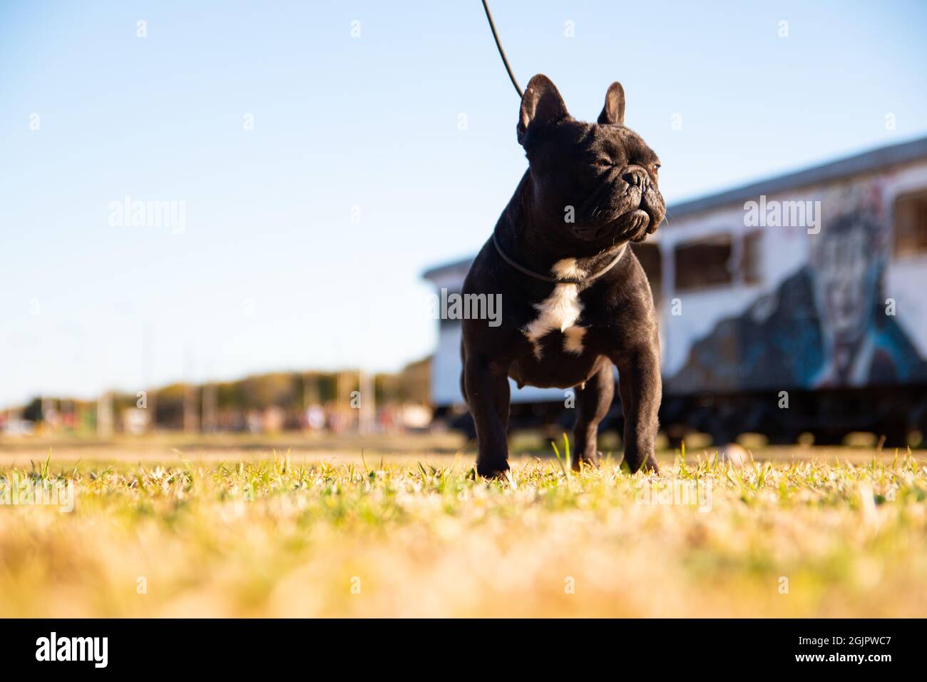 Closeup shot di un carino bulldog nero con un collare in un campo verde Foto Stock