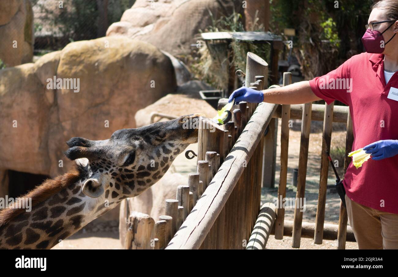 Una giraffa Masai (giraffa tippelskirchii o giraffa maasai) è alimentata da uno zoo presso lo zoo di Santa Barbara, Santa Barbara, California, USA Foto Stock