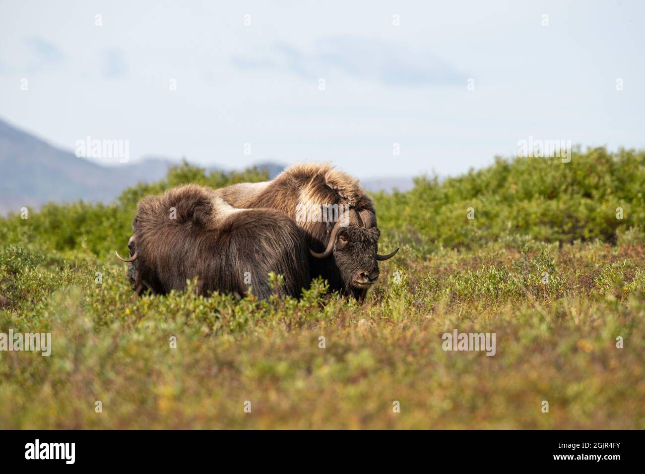 Muskox selvatico in Nome, Alaska Foto Stock