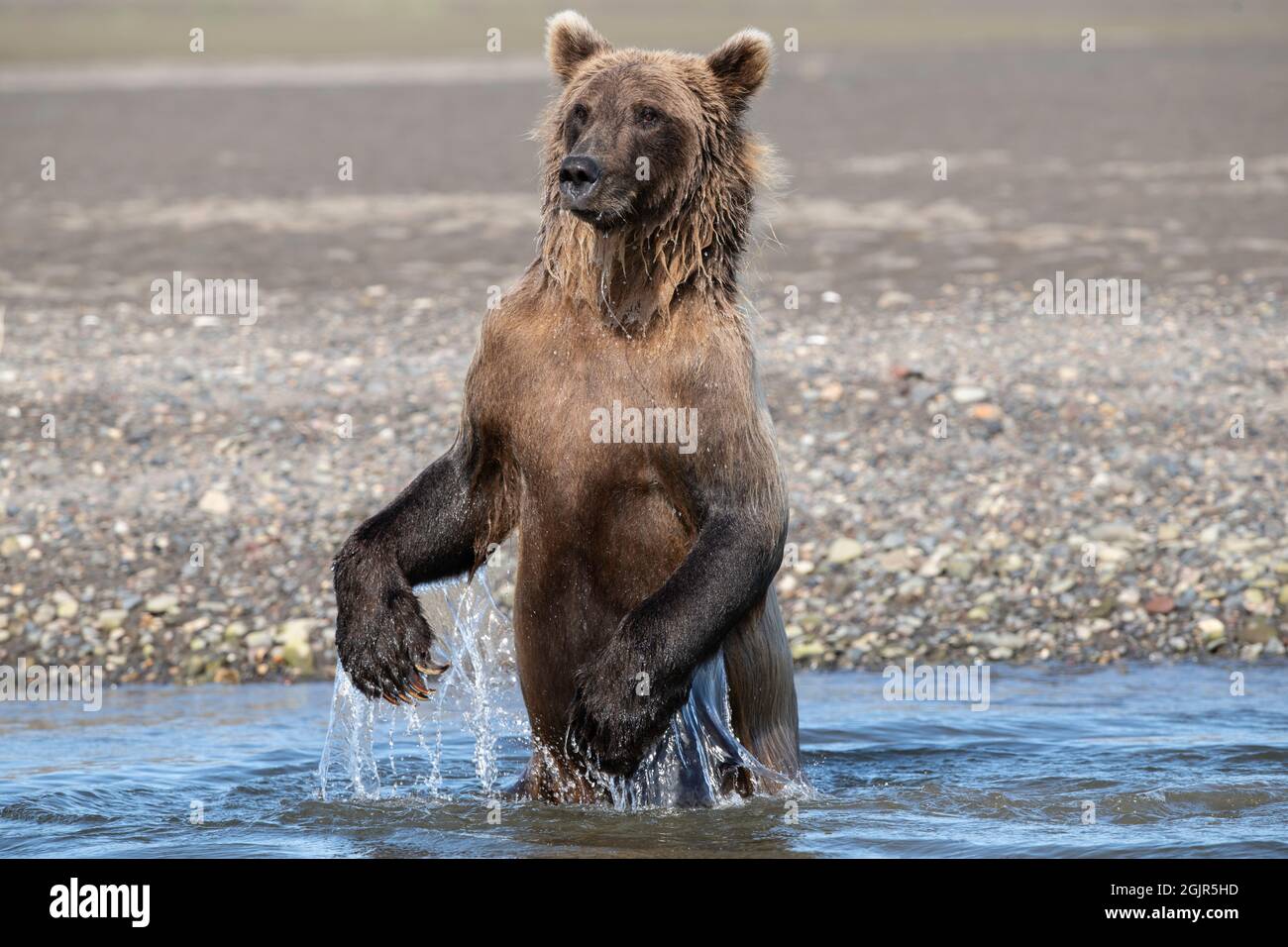 Orso bruno costiero dell'Alaska Foto Stock