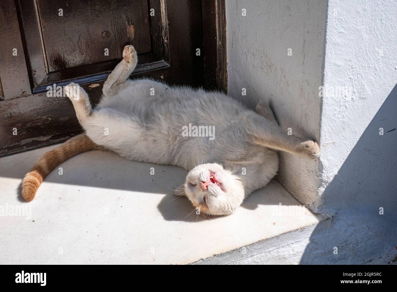 gatto che dorme in una porta godendo un pisolino di pomeriggio Foto Stock
