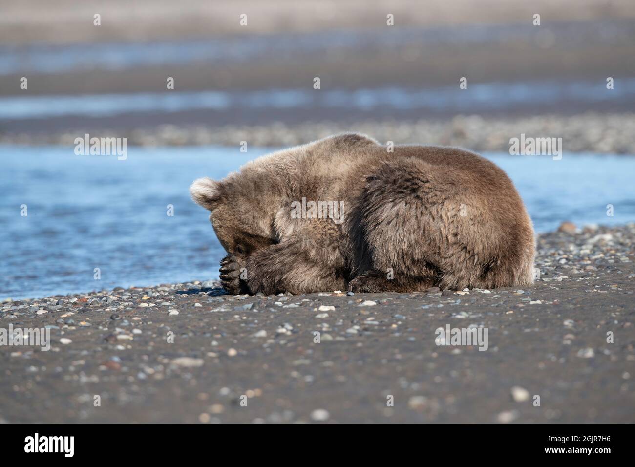 Orso bruno costiero dell'Alaska Foto Stock
