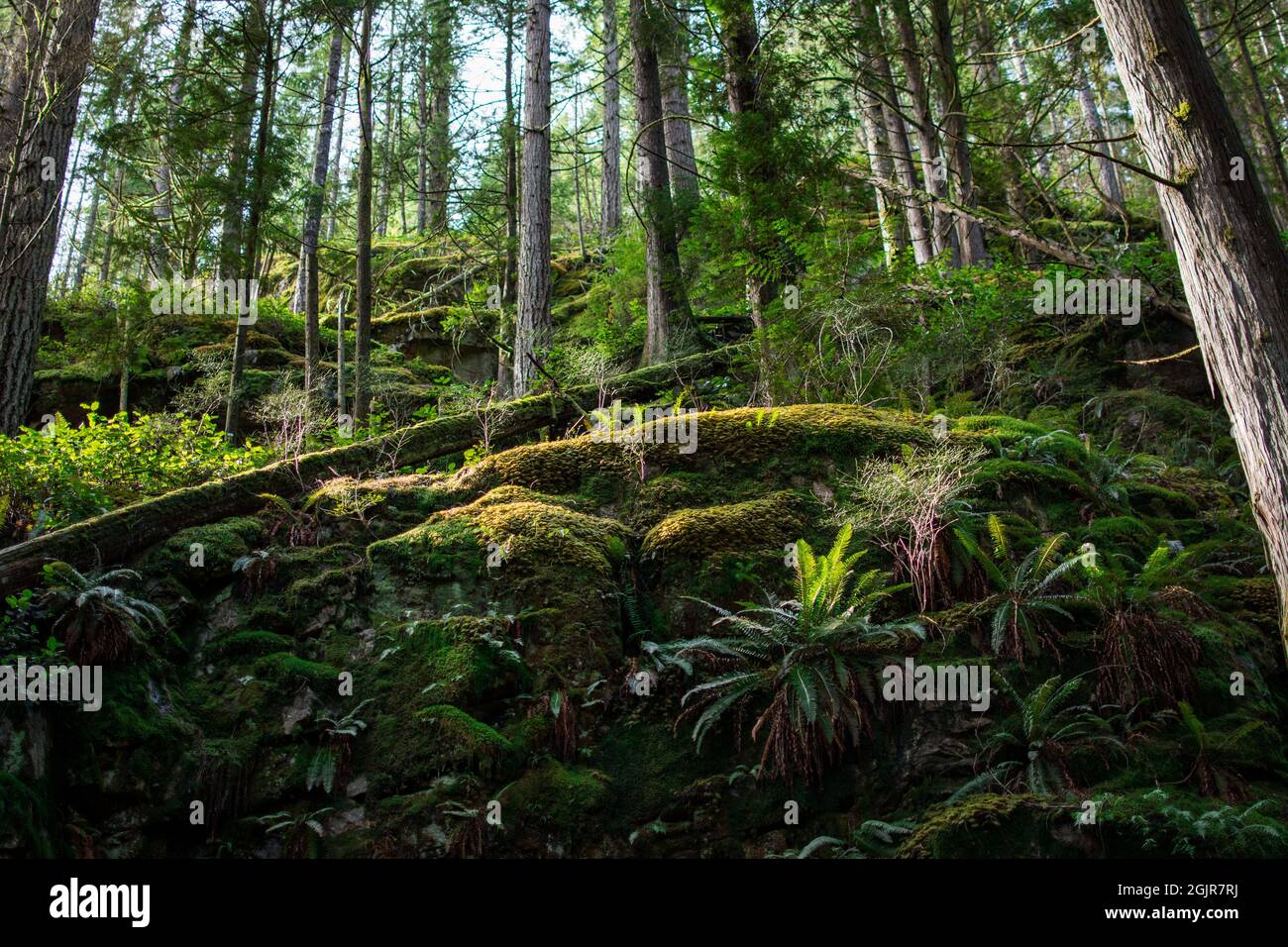 foresta pluviale nord-occidentale del pacifico Foto Stock
