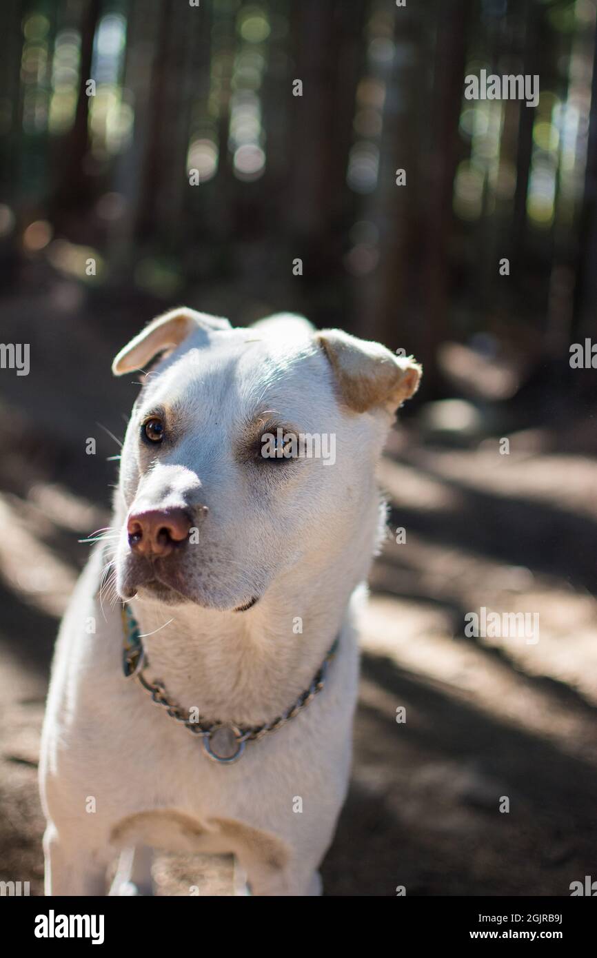 Cane di avventura Foto Stock