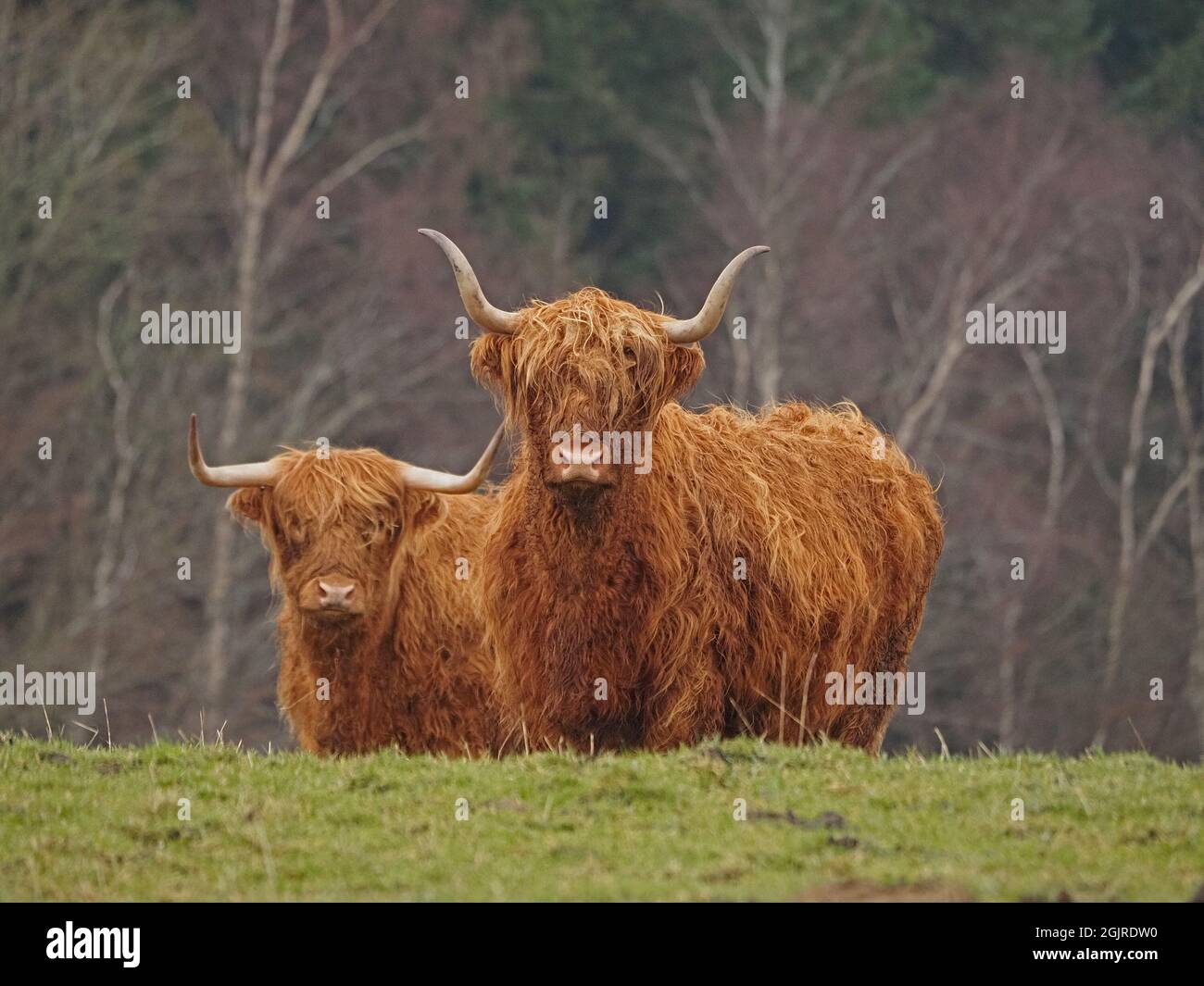 Due mucche delle Highland con il tipico cappotto di zenzero agugliato e corna curve affilate nel pascolo invernale - Cumbria, Inghilterra, Regno Unito Foto Stock