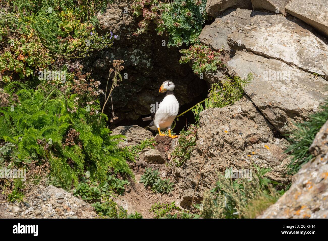 Puffin cornuto a Nesting Burrow, Alaska Foto Stock