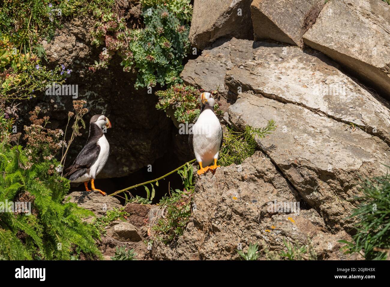 Puffin cornuto a Nesting Burrow, Alaska Foto Stock