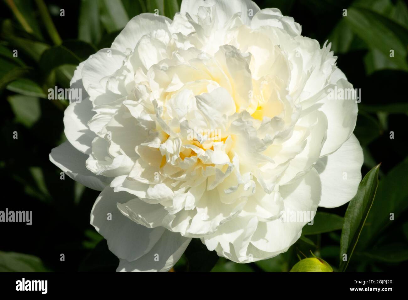 Fiore di peonia bianco avorio testa di peonia "Mrs Edward Harding" Foto Stock