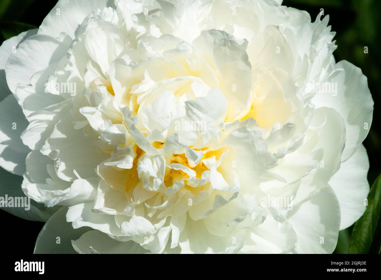 Fiore di pizzo bianco Paeonia lactiflora testa di peonia "Mrs Edward Harding" Foto Stock