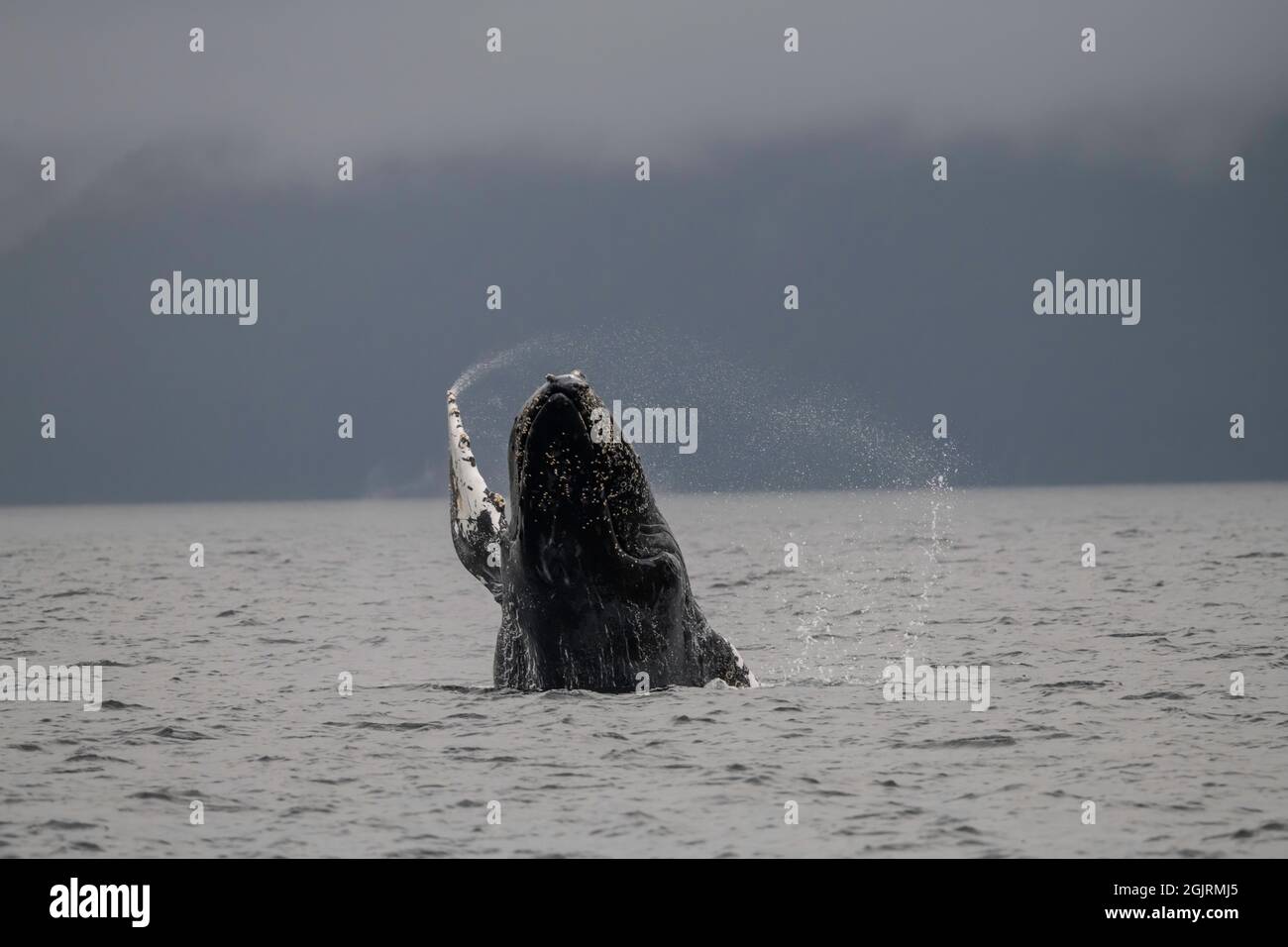 Whale humpback, Baranof Island, Alaska Foto Stock