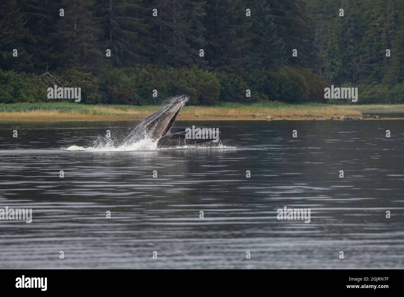 Whale humpback, Baranof Island, Alaska Foto Stock