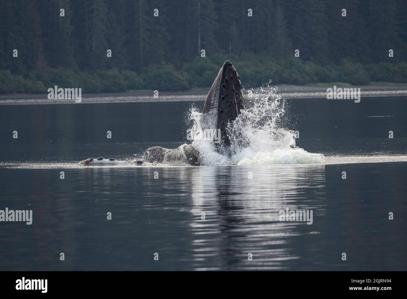 Whale humpback, Baranof Island, Alaska Foto Stock