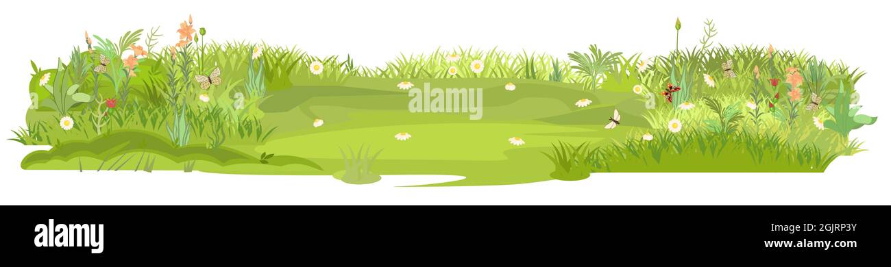 Denso prato estivo con fiori. Farfalle. Erba erba verde addensi. Area erba. Parco giochi. Luogo. Bellissimo paesaggio. Isolato su bianco Illustrazione Vettoriale