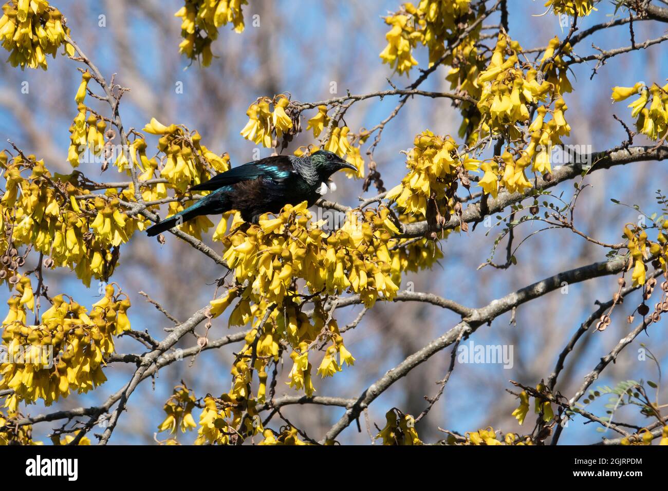 Neozelandese tui che si nutre di fiori gialli dell'albero di kowhai in primavera Foto Stock