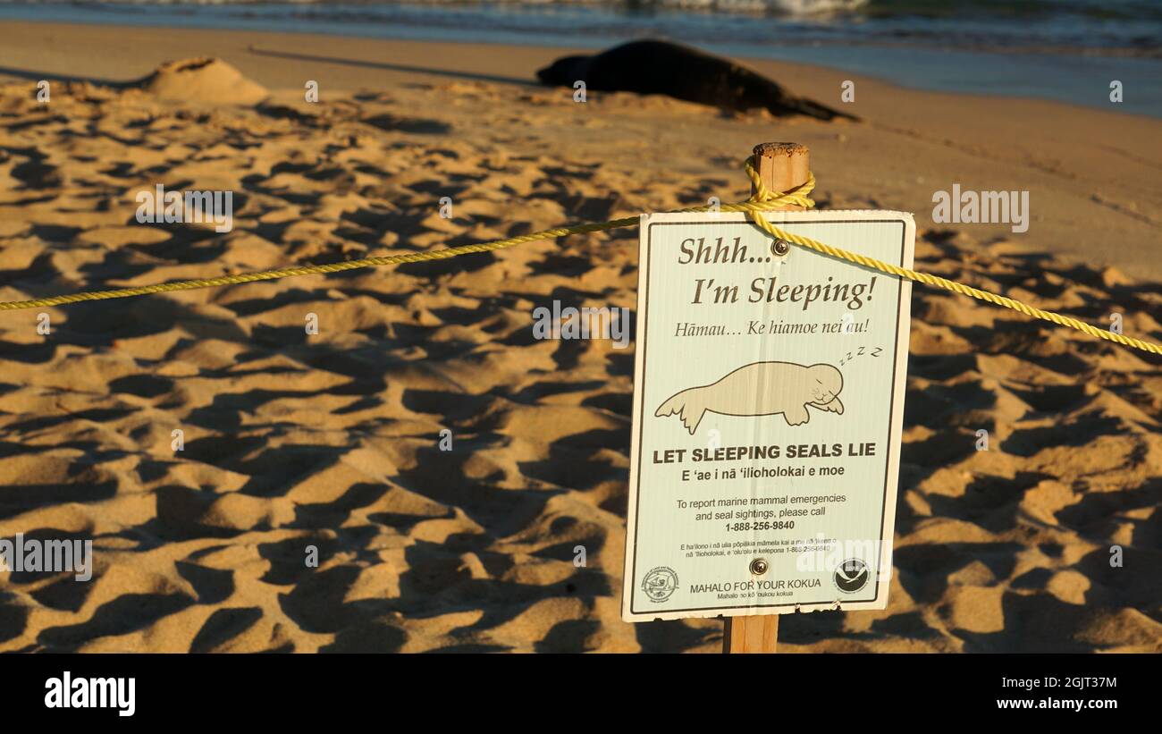 Sigillo di monaco hawaiano in via di estinzione sulla spiaggia di Poipu a Kauai Foto Stock