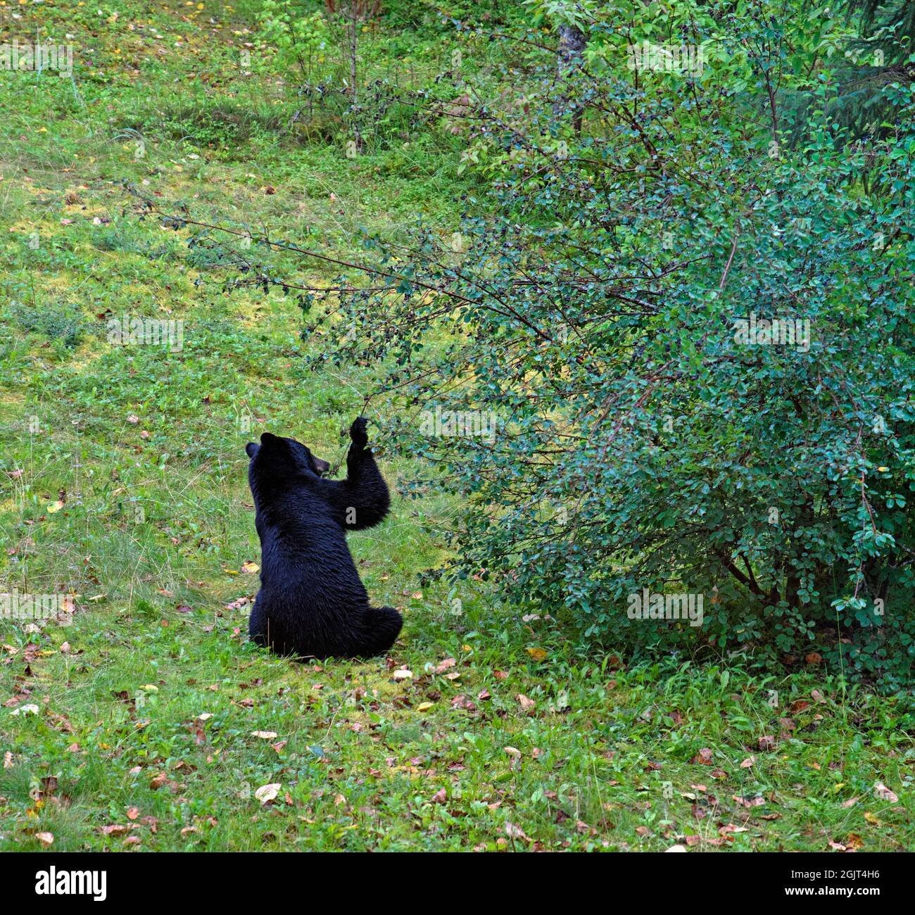 Orso nero in un cortile in Alaska seduta giù mentre mangia i serviceberries in estate. Foto Stock