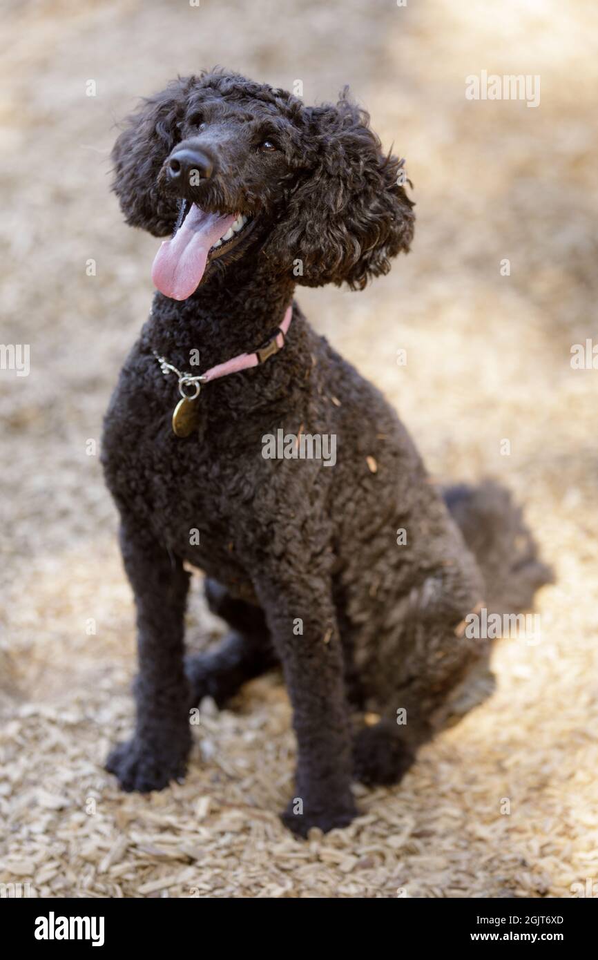 Mini barattone marrone attento di 1 anno maschio. Parco per cani al guinzaglio nella California settentrionale. Foto Stock