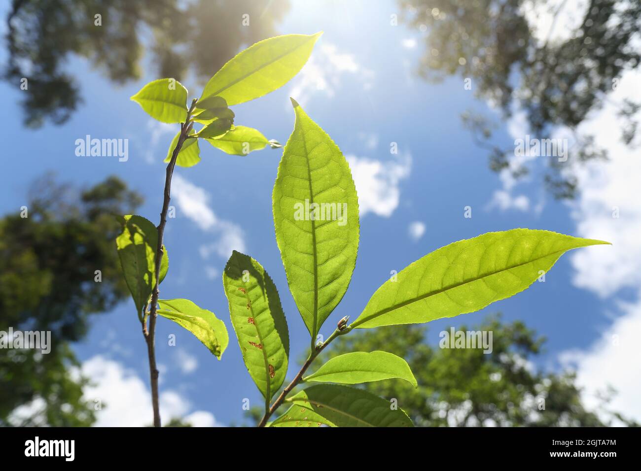 Tè selvatico (Assam Tea) nel nord della Thailandia, Camellia sinensis var. Assamica Foto Stock