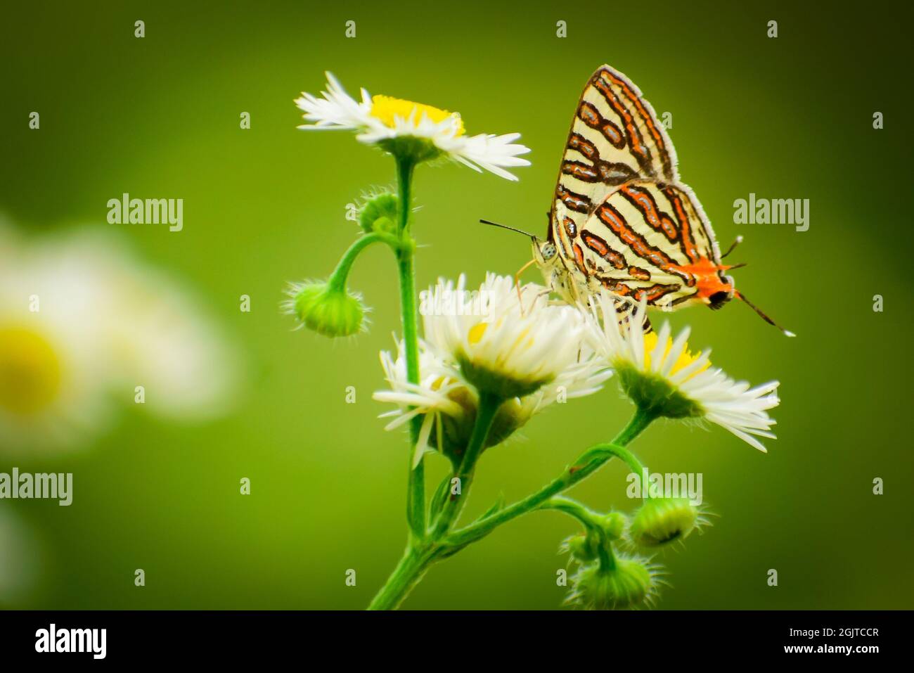 Bella farfalla su un fiore. Comune argillina (cigarite vulcanus) Foto Stock