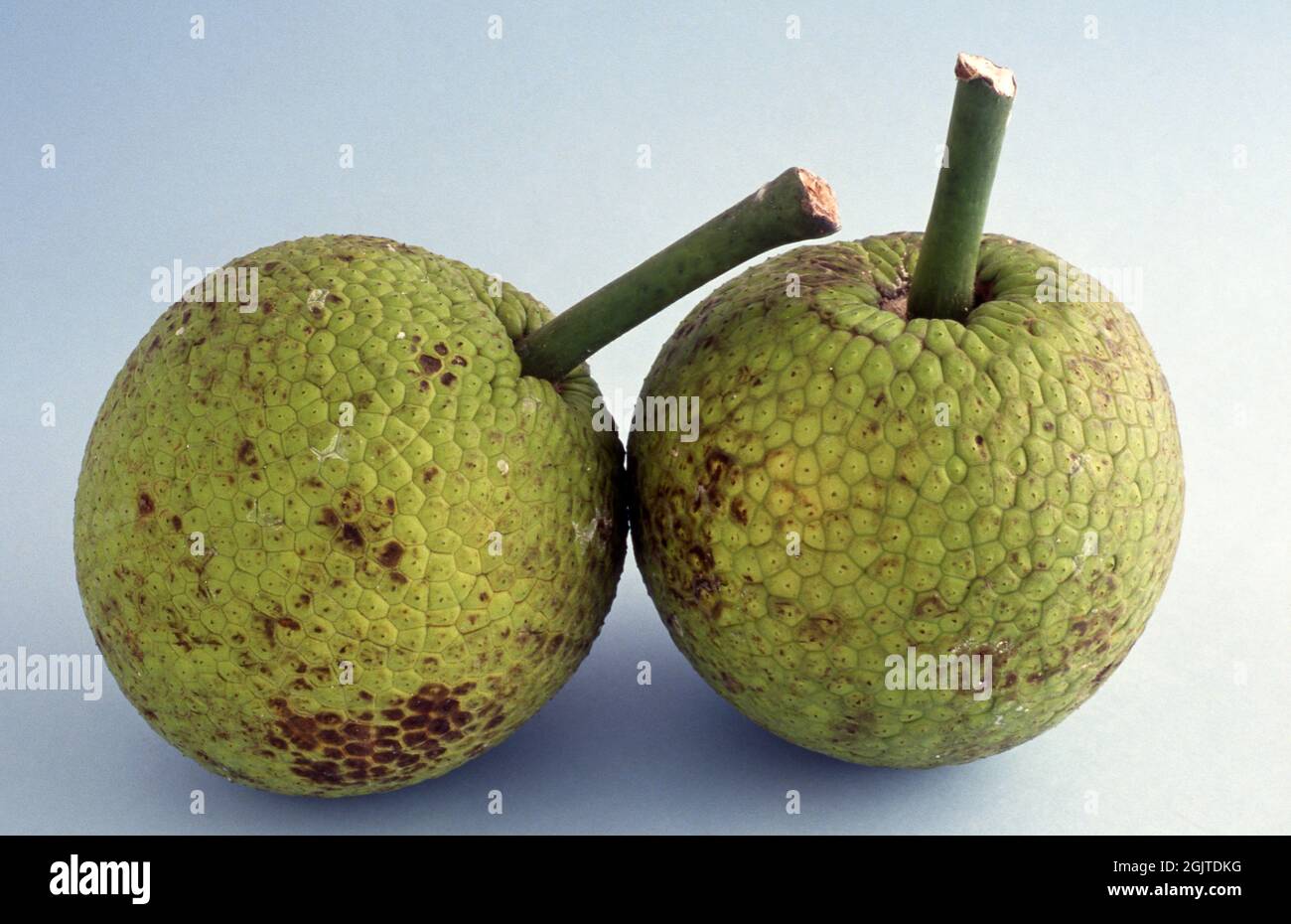 IMMAGINE IN STUDIO DI DUE INTERI BREADFRUITS (ARTOCARPUS ALTILIS) SCATTATI SU SFONDO BIANCO. Foto Stock