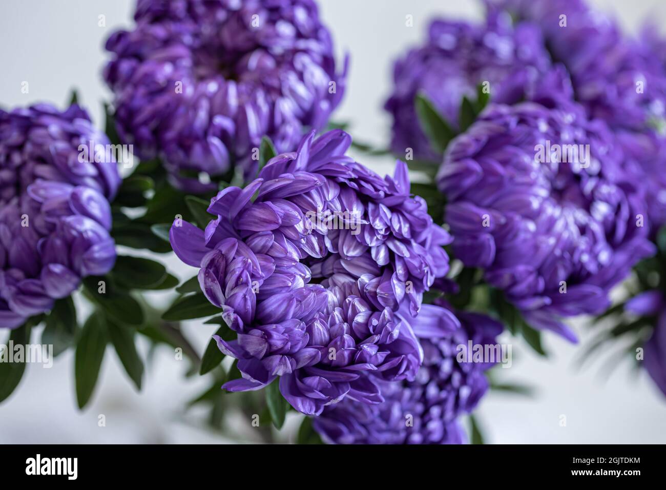 Bouquet di crisantemi blu primo piano su sfondo sfocato. Foto Stock