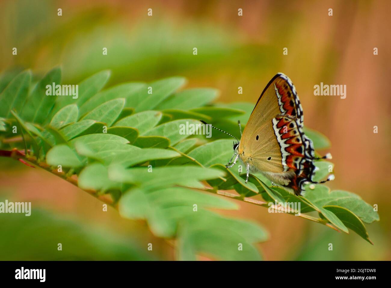 primo piano di bella farfalla su zaffiro leaf.sorrel ( heliophorus sena ). Foto Stock