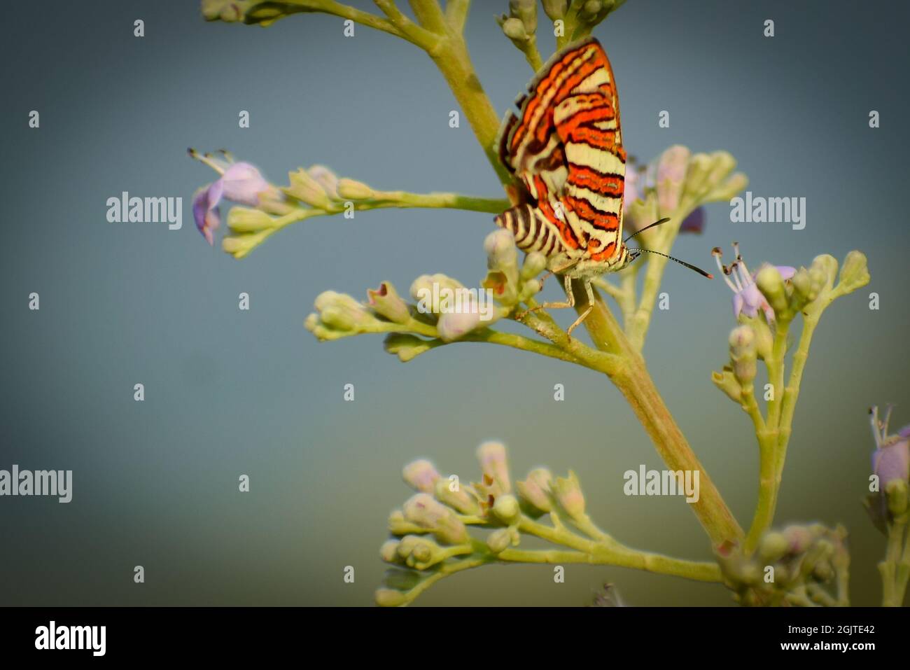 splendida farfalla su un fiore. comune argillina (cigarite vulcanus) Foto Stock