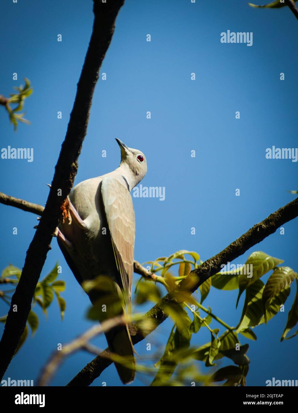 Uccello sul ramo la colava eurasiatica ( streptopelia decaotto ) Foto Stock
