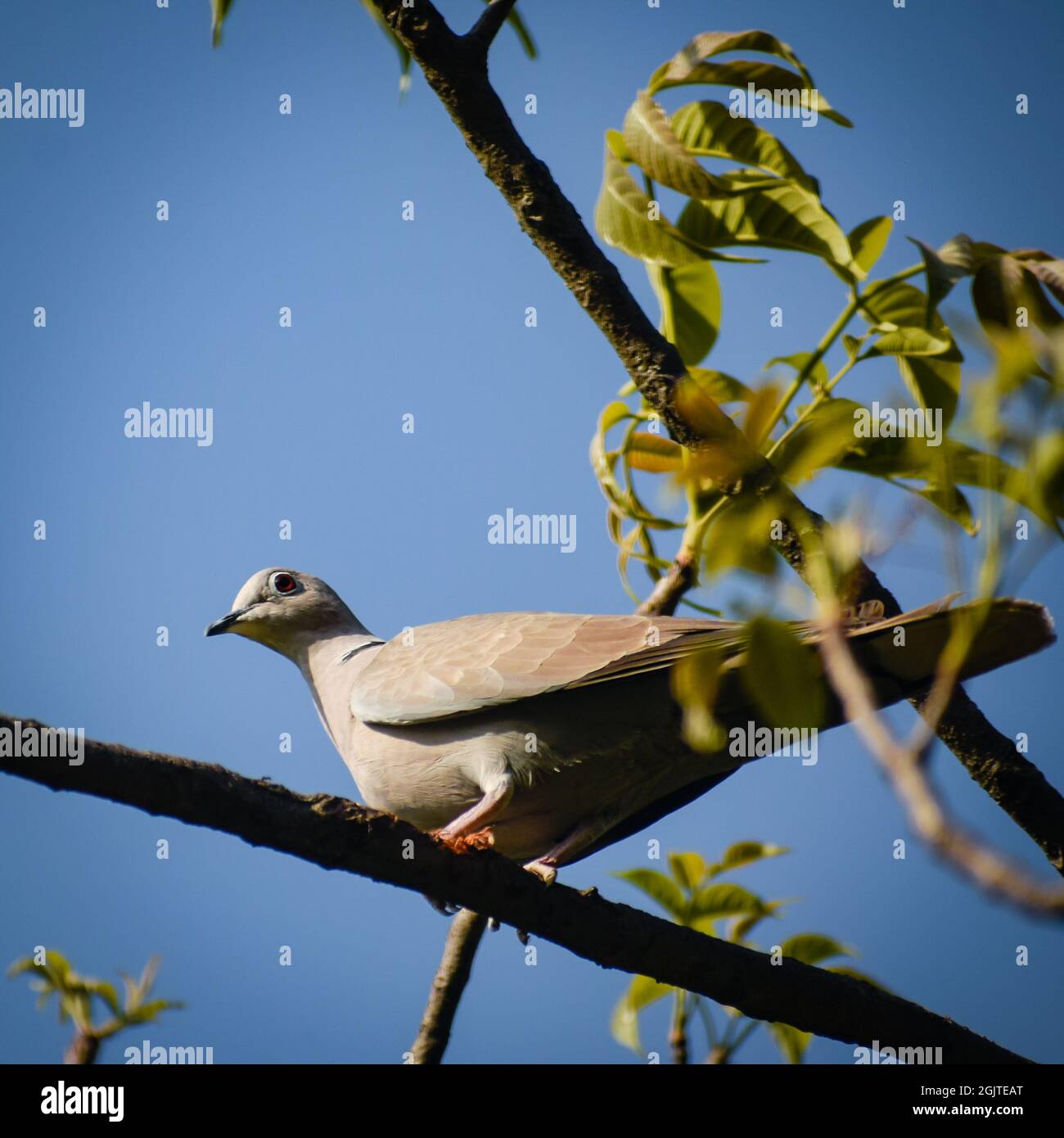 Uccello sul ramo la colava eurasiatica ( streptopelia decaotto ) Foto Stock