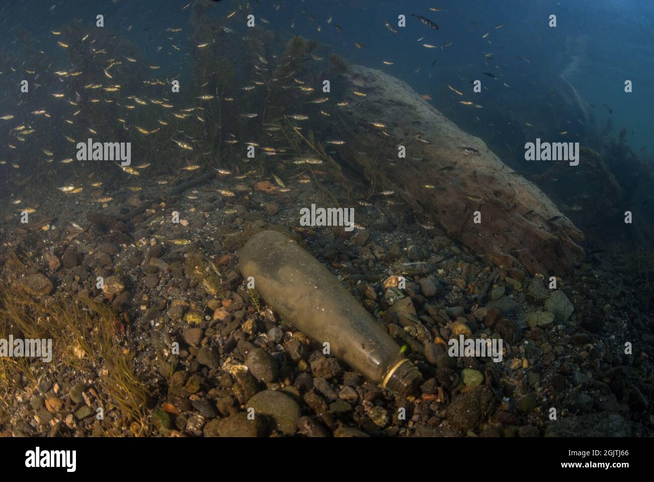Stickleback a tre spine (Gasterosteus aculeatus) in un fiume di acqua dolce della California, l'aggregato di pesce nelle arenate. Foto Stock