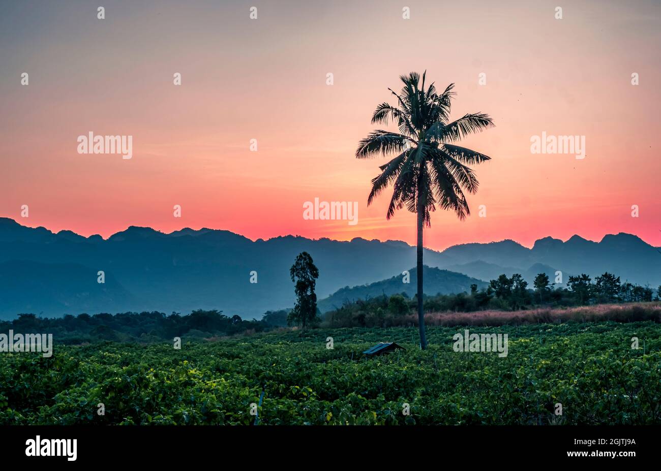Silhouette Palm Coconut tree con Montagne sullo sfondo colline orizzonte A Kanchanaburi Thailandia al sunet Foto Stock
