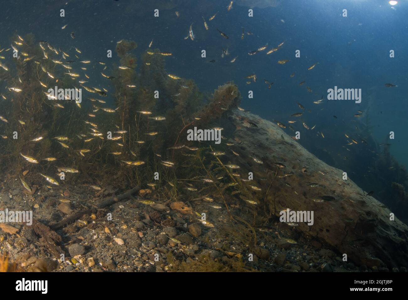 Stickleback a tre spine (Gasterosteus aculeatus) in un fiume di acqua dolce della California, l'aggregato di pesce nelle arenate. Foto Stock