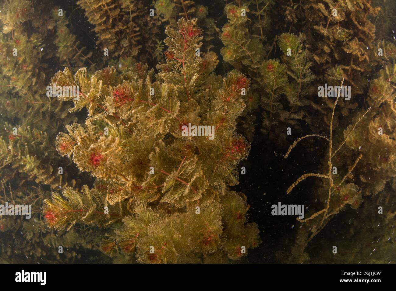 Una pianta acquatica che cresce sott'acqua in un fiume in California, USA. Foto Stock